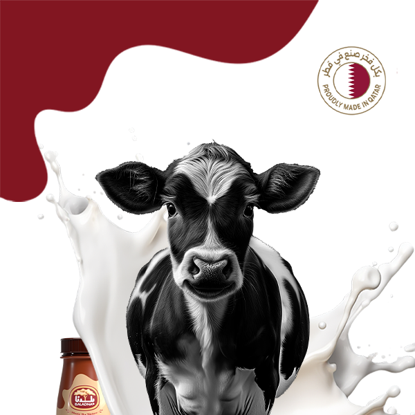 Chocolate Flavored Milk