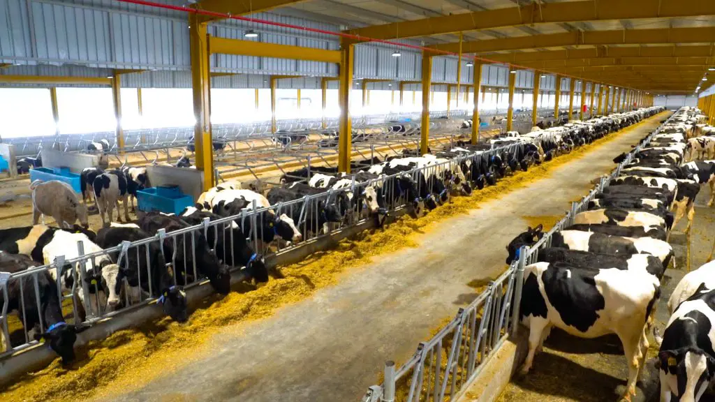 Blog «Baladna» covers the needs of the dairy market