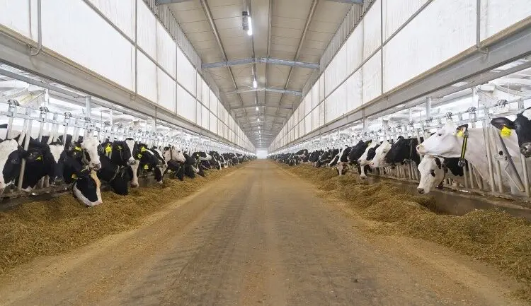 Blog From grass to glass: the case for fully integrated dairy farming