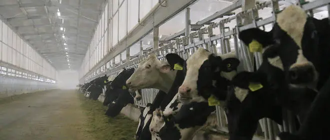 Blog Qatar: Baladna, the farm with 20,000 cows