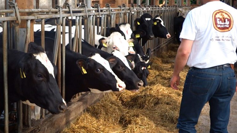 In Qatar, the farm with 10,000 cows | Baladna