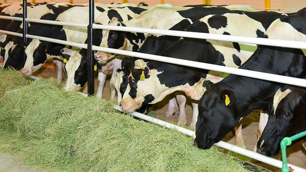 Blog Its cows have rubber mattresses and their fertilizer will turn Qatar into a green land.