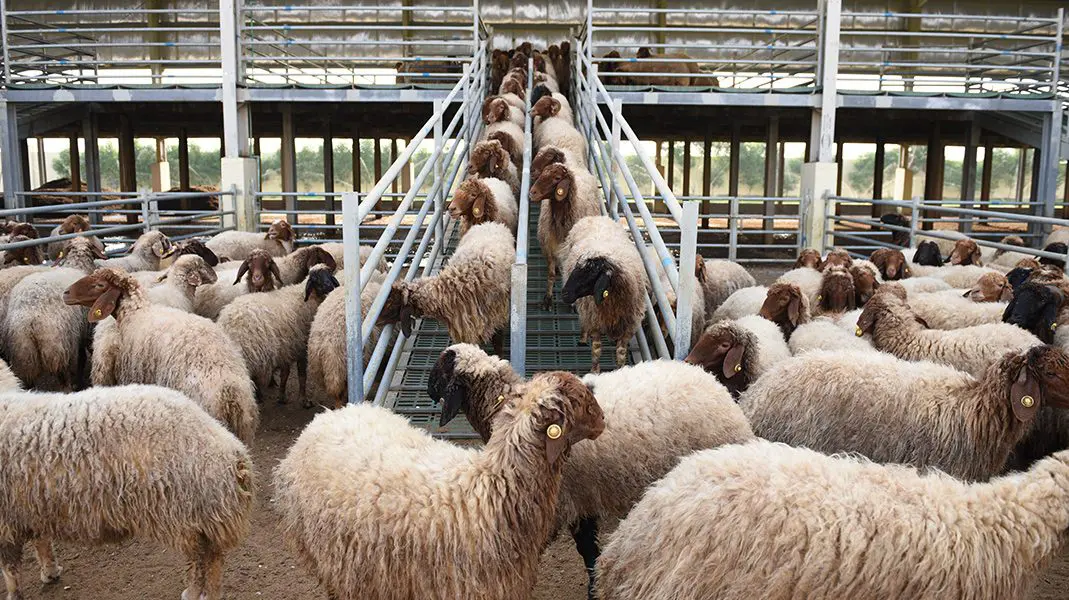 Blog An Ambitious Project for Self-Sufficiency of dairy in Qatar