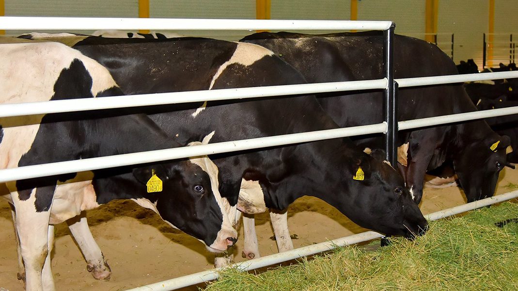 Blog Qatari Company Flies in Cows to Meet Country’s Dairy Needs