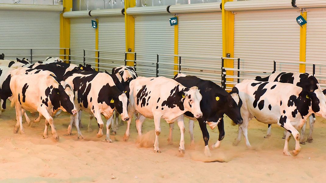 Blog The First Batch of Dairy Cows Arrives in Qatar