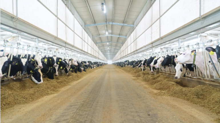 Blog Bovine heroes: The quest for food security in Qatar