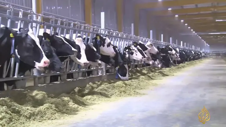 Blog Qatar is approaching food self-sufficiency despite the blockade