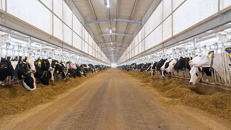 Blog The Baladna Farm Turned The Dream Into Reality