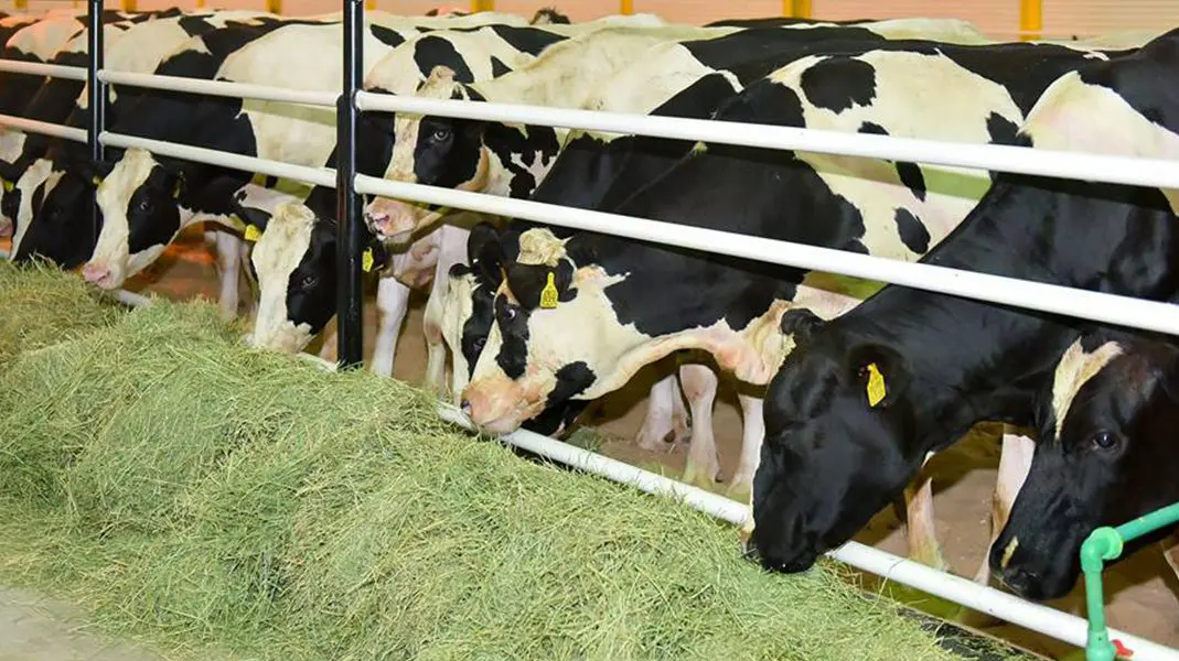 Blog Its cows have rubber mattresses and their fertilizer will turn Qatar into a green land.