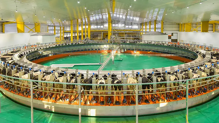 Blog Dairy cows rest on beds of cooled sand in Qatar, a success since the Saudi-led boycott