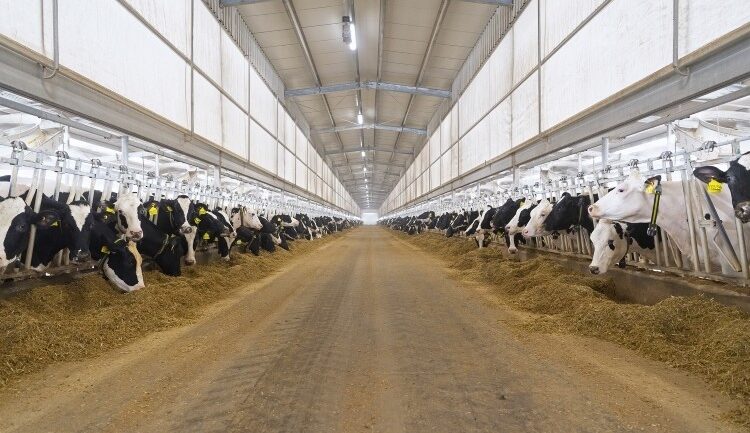 Blog From grass to glass: the case for fully integrated dairy farming