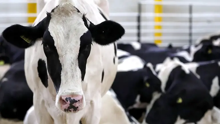 Blog Land of milk and money: Qatar looks to farms to beat the Gulf boycott