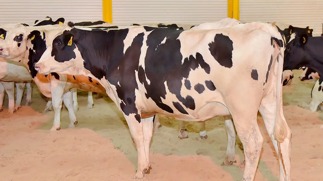 Blog The Arrival of 10,000 Cows to Baladna farm in Early 2018