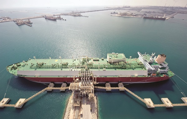 Blog أبقار الهولشتاين في بلدنا